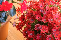 Loài hoa cúc đẹp 'gây mê' nở bảy sắc cầu vồng, mang may mắn thịnh vượng