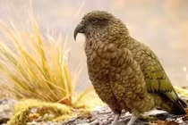 5 loài chim thông minh nhất thế giới khiến con người kinh ngạc