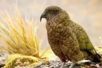 5 loài chim thông minh nhất thế giới khiến con người kinh ngạc