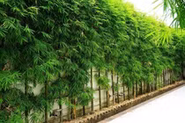 Bí mật cây cảnh phong thủy cha ông truyền lại, giúp gia chủ phát tài