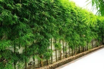 Bí mật cây cảnh phong thủy cha ông truyền lại, giúp gia chủ phát tài