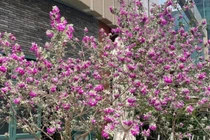 Tuyết sơn phi hồng - Cây cảnh chịu nắng, hoa nở rực mùa hè