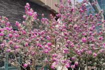 Tuyết sơn phi hồng - Cây cảnh chịu nắng, hoa nở rực mùa hè