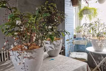 Trồng cây cảnh huyền bí này, phúc lộc tài vận kéo đến không ngừng