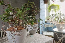 Trồng cây cảnh huyền bí này, phúc lộc tài vận kéo đến không ngừng