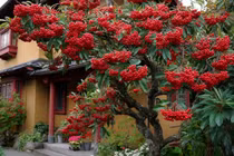 Có 4 cây cảnh này trước nhà, gia chủ tài lộc bất tận