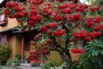 Có 4 cây cảnh này trước nhà, gia chủ tài lộc bất tận