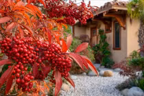 Vì sao nam thiên trúc là cây số 1 trong phong thủy nhà ở?