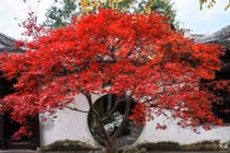  Trồng đúng cây trước cửa, gia đình ba đời phát tài phát lộc