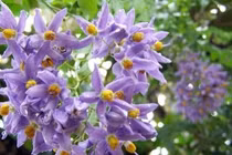 'Vượt mặt' tử đằng, cây cảnh bầu trời sao xanh này mới thật sự đỉnh