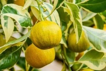 Cây cảnh trồng trong nhà vừa đẹp không gian vừa cho quả ngon