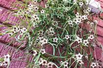 Cây cảnh "mớ que" độc lạ, hoa như sao Trời... hút may mắn