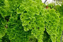 Loài cây cảnh thần kỳ giúp dưỡng mắt, làm dịu tâm trí