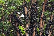 Phát sốt loài cây "trứng cá đen", đẹp nhà lại hái ra tiền