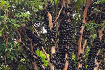 Phát sốt loài cây "trứng cá đen", đẹp nhà lại hái ra tiền