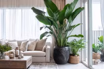 Top 5 cây cảnh tăng vận khí mùa đông, gia chủ nên trồng 