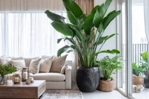 Top 5 cây cảnh tăng vận khí mùa đông, gia chủ nên trồng 