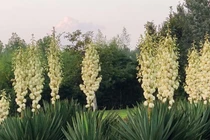 Thỏa mắt với cây cảnh lá tựa kiếm xanh, nở hoa trắng tinh khôi