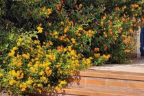 Loài cây phong thủy xua đuổi muỗi, mang ngũ phúc vào nhà