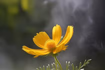 Cuối tháng 5, 3 con giáp tốt vía kiếm tiền, giàu nhất số 1