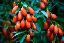 7 cây cảnh thầy lang xưa trồng để dưỡng thân, giữ tài lộc