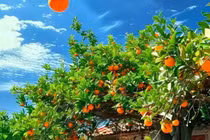 Ba loại cây phong thủy trong nhà mang lại phúc lộc đời đời