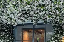 Cây cảnh nở như tuyết rơi, thơm như nước hoa thiên nhiên