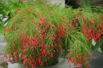 Rộn ràng sắc 'pháo' ngày xuân, gọi Tết xưa về trong từng chùm hoa đỏ