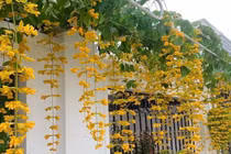 5 loài hoa vừa đẹp vừa vượng khí, trồng một lần hưởng lộc dài lâu