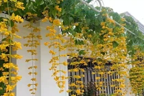 5 loài hoa vừa đẹp vừa vượng khí, trồng một lần hưởng lộc dài lâu