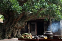 Cây quý không chặt, gia đạo an yên, tiền vào như nước