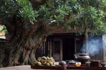 Cây quý không chặt, gia đạo an yên, tiền vào như nước