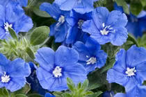 Cây cảnh chữa lành, hoa xanh tao nhã... càng ngắm càng mê