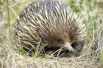 Kỳ lạ loài động vật tự phát điện khiến kẻ thù khiếp sợ