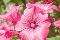 Loài hoa vua chịu nhiệt, biến sân vườn thành biển màu rực rỡ kéo bình an đến