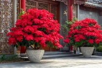 4 cây cảnh Giáng sinh rực rỡ, bừng sáng tài lộc đón Noel