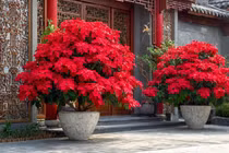 4 cây cảnh Giáng sinh rực rỡ, bừng sáng tài lộc đón Noel