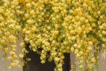 Tam ngự lâm hoa, nở hoa 'điên cuồng' như vũ bão