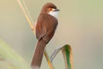 Điều đặc biệt về loài chim khướu mỏ dẹt ở Việt Nam