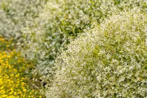 Cây cảnh đẹp như tuyết rơi mùa hè, mang đến may mắn lạ kỳ 