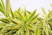 Ngỡ ngàng cây cảnh mảnh mai duyên dáng, mang không khí an lạc vào nhà