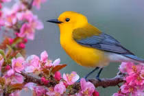 Người sinh ngày Âm lịch này nghèo thuở nhỏ, hậu vận giàu sang phú quý