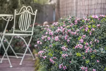 Loài cây cảnh tỏa hương như phép màu, mang bình yên vào nhà