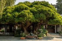 Top 5 cây quý mang lại phước lành cho gia chủ