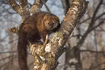 Những loài chồn săn mồi bá đạo khiến thế giới kinh ngạc