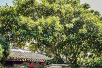 3 cây cảnh quả vàng mang may mắn, tài lộc nặng trĩu cho gia chủ