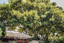 3 cây cảnh quả vàng mang may mắn, tài lộc nặng trĩu cho gia chủ