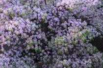 5 loại cây cảnh khiến gia chủ lụi bại, tuyệt đối không trồng