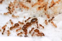 Điểm tên 8 sinh vật sống dai nhất hành tinh, sốc nặng số 2