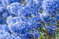  Cây cảnh nở ngàn chuông gió, gọi về bình yên xanh